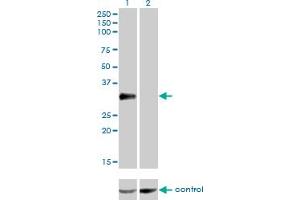Western blot analysis of CRX over-expressed 293 cell line, cotransfected with CRX Validated Chimera RNAi (Lane 2) or non-transfected control (Lane 1).