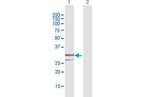 Western Blot analysis of ENDOG expression in transfected 293T cell line by ENDOG MaxPab polyclonal antibody. (Endonuclease G antibody  (AA 50-297))