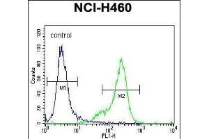 UCHL1 Antibody (C-term) (ABIN1882188 and ABIN2839165) flow cytometric analysis of NCI- cells (right histogram) compared to a negative control cell (left histogram). (UCHL1 antibody  (C-Term))