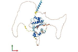 AlphaFold protein structure predicition of Human Recombinant SPRTN Protein, UniprotID Q9H040 (Spartan Protein (AA 1-489) (His tag))