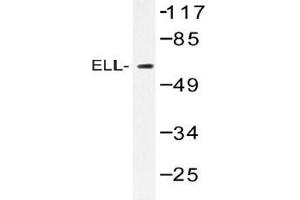 Western blot (WB) analysis of ELL antibody in extracts from Jurkat cells. (ELL antibody)
