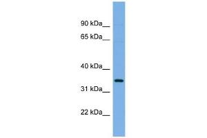 PLSCR1 antibody used at 1 ug/ml to detect target protein.
