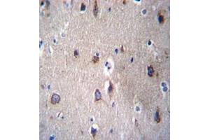 Immunohistochemistry analysis in human brain tissue (formalin-fixed, paraffin-embedded) using PCDHB14  Antibody  (N-term), followed by peroxidase conjugation of the secondary antibody and DAB staining. (PCDHB14 antibody  (N-Term))