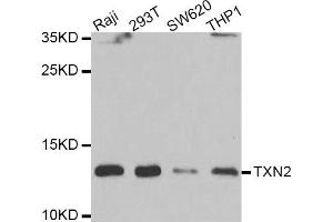 Western blot analysis of extracts of various cell lines, using TXN2 antibody (ABIN5974110) at 1/1000 dilution. (TXN2 antibody)