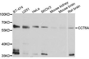 Western blot analysis of extract of various cells, using CCT6A antibody. (CCT6A antibody)