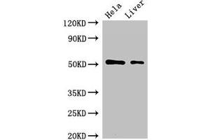 Western Blot Positive WB detected in: Hela whole cell lysate, Rat liver tissue All lanes: SLC10A3 antibody at 2 μg/mL Secondary Goat polyclonal to rabbit IgG at 1/50000 dilution Predicted band size: 51, 48 kDa Observed band size: 51 kDa (SLC1A3 antibody  (AA 7-151))