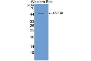 Western Blotting (WB) image for anti-Sialidase 1 (Lysosomal Sialidase) (NEU1) (AA 47-415) antibody (ABIN1859988)