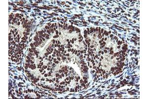 Image no. 2 for anti-O-Sialoglycoprotein Endopeptidase (OSGEP) (AA 1-335) antibody (ABIN1490751) (OSGEP antibody  (AA 1-335))