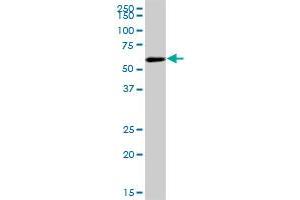 COASY MaxPab polyclonal antibody. (COASY antibody  (AA 1-269))