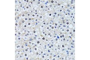 Immunohistochemistry of paraffin-embedded mouse liver using HIST2H2BE antibody.