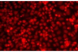 Immunofluorescence analysis of MCF7 cells using ILF2 Polyclonal Antibody (ILF2 antibody)