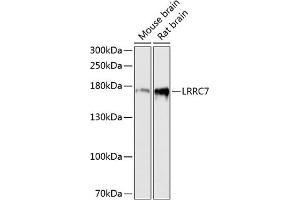 Western blot analysis of extracts of various cell lines, using LRRC7 antibody (ABIN6128203, ABIN6143347, ABIN6143348 and ABIN6216986) at 1:3000 dilution.