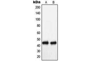 Western blot analysis of NIP1 expression in Ramos (A), COLO205 (B) whole cell lysates. (BNIP1 antibody  (C-Term))