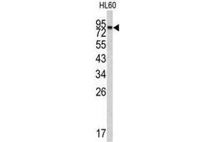 Image no. 1 for anti-Carboxypeptidase X (M14 Family), Member 2 (CPXM2) (N-Term) antibody (ABIN452869) (CPXM2 antibody  (N-Term))
