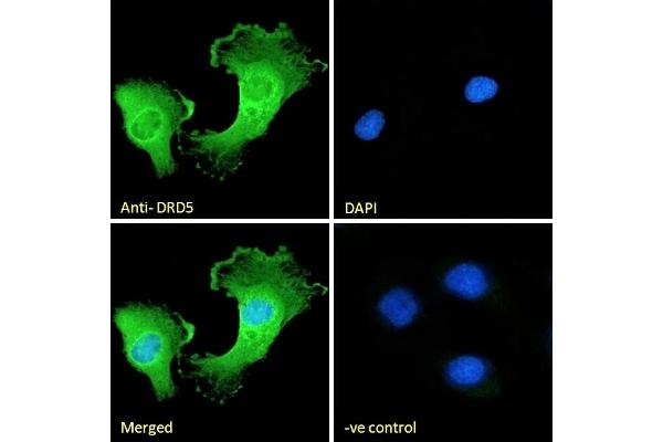 DRD5 antibody  (Internal Region)