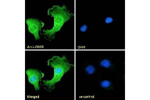 (ABIN334388) Immunofluorescence analysis of paraformaldehyde fixed U251 cells, permeabilized with 0.