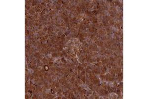 Immunohistochemical staining of human pancreas with SPATS2 polyclonal antibody  shows strong cytoplasmic positivity in exocrine glandular cells and islet cells at 1:20-1:50 dilution. (SPATS2 antibody)