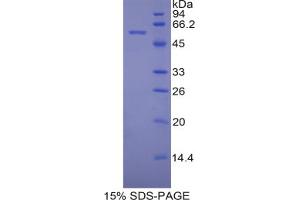 SDS-PAGE analysis of Mouse PDI Protein. (P4HB Protein)