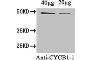 Western Blot Positive WB detected in: Arabidopsis thaliana (40 μg, 20 μg) All lanes: CYCB1-1 antibody at 1. (CYCB1-1 (AA 1-428) antibody)