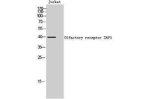 Western Blotting (WB) image for anti-Olfactory Receptor, Family 2, Subfamily AP, Member 1 (OR2AP1) (C-Term) antibody (ABIN3176506) (OR2AP1 antibody  (C-Term))