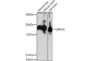 Western blot analysis of extracts of various cell lines, using LRRC61 Rabbit pAb (ABIN7268223) at 1:1000 dilution. (LRRC61 antibody  (AA 1-259))