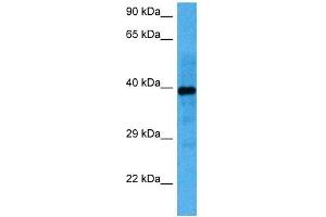 Western Blotting (WB) image for anti-Nuclear Factor I/C (CCAAT-Binding Transcription Factor) (NFIC) (Middle Region) antibody (ABIN2792686)
