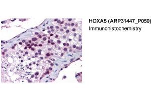 Immunohistochemistry (IHC) image for anti-Homeobox A5 (HOXA5) (Middle Region) antibody (ABIN2777305) (HOXA5 antibody  (Middle Region))