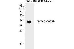 Western Blotting (WB) image for anti-Chemokine (C-X-C Motif) Receptor 4 (CXCR4) (pSer339) antibody (ABIN5960823) (CXCR4 antibody  (pSer339))
