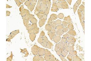 ABIN7095079 and ABIN7099135 at 1/100 staining rat muscle tissue by IHC-P.