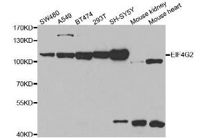 Western blot analysis of extracts of various cell lines, using EIF4G2 antibody. (EIF4G2 antibody  (AA 750-850))