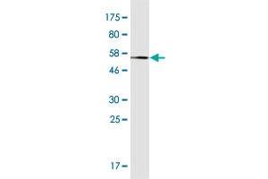 Western Blot detection against Immunogen (54. (ING4 antibody  (AA 1-249))