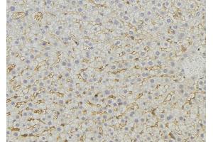 ABIN6274743 at 1/100 staining Mouse liver tissue by IHC-P. (MRPL46 antibody  (C-Term))