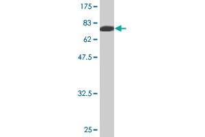 Western Blot detection against Immunogen (81. (MYOC antibody  (AA 1-504))