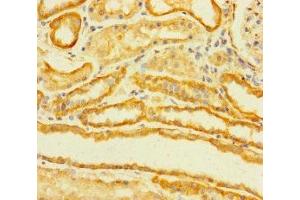 Immunohistochemistry of paraffin-embedded human kidney tissue using ABIN7173039 at dilution of 1:100 (TMEM120B antibody  (AA 1-101))
