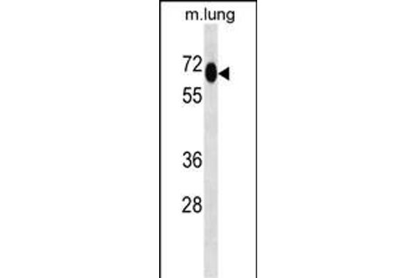 MEPCE antibody  (AA 239-267)