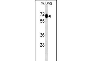 MEPCE Antibody (Center) (ABIN657029 and ABIN2846203) western blot analysis in mouse lung tissue lysates (35 μg/lane). (MEPCE antibody  (AA 239-267))