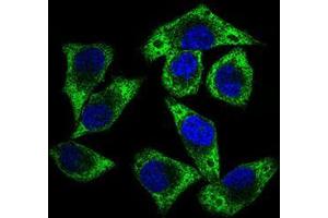 Immunofluorescence analysis of HepG2 cells using GUCY1A3 mouse mAb (green).