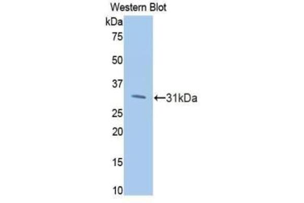 PIK3CB 抗体  (AA 807-1070)