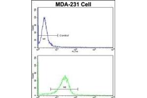 Flow cytometric analysis of MDA-231 cells using DLG Antibody (N-term)(bottom histogram) compared to a negative control cell (top histogram).