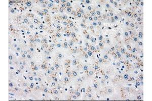 Image no. 2 for anti-Polo-Like Kinase 1 (PLK1) antibody (ABIN1500280) (PLK1 antibody)