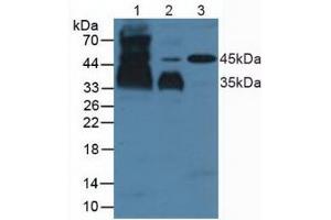 Western blot analysis of (1) Human Lung Tissue, (2) Human 293T Cells and (3) Porcine Brain Tissue.