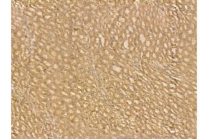 ACAD9 Mouse Monoclonal Antibody at 1/100 staining rat kidney tissue by IHC-P.