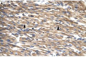 Human Heart; DBP antibody - middle region in Human Heart cells using Immunohistochemistry (DBP antibody  (Middle Region))