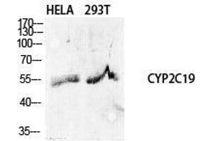 Western Blot (WB) analysis of specific cells using CYP2C19 Polyclonal Antibody.