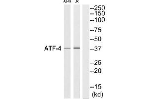 Western blot analysis of extracts from A549 cells and Jurkat cells, using ATF-4 (Ab-219) Antibody. (ATF4 antibody  (C-Term))