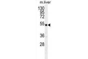 Western Blotting (WB) image for anti-Growth Differentiation Factor 6 (GDF6) antibody (ABIN2996308) (GDF6 antibody)