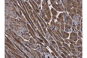 Immunohistochemistry (IHC) image for anti-Glyceraldehyde-3-Phosphate Dehydrogenase (GAPDH) antibody (ABIN2857072)