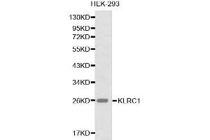 Western blot analysis of HEK-293 cell lysate using KLRC1 antibody. (KLRC1 antibody  (AA 96-215))