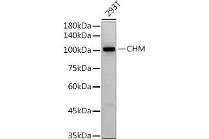 Western blot analysis of extracts of 293T cells, using (ABIN7266354) at 1:500 dilution. (CHM antibody)