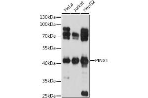 Western blot analysis of extracts of various cell lines, using PINX1 antibody (ABIN7269377) at 1:1000 dilution. (PINX1 antibody  (AA 127-328))